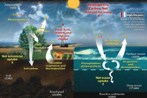 Carbon Cycle